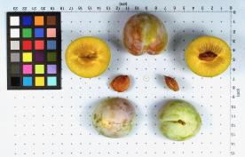 Click for 1 image(s) for this accession. FRUIT